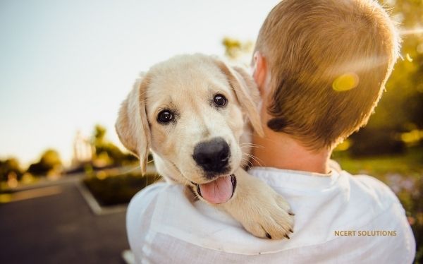 CHOOSE THE RIGHT PUPPY - NCERT SOLUTIONS