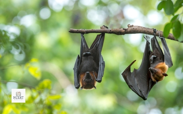 Nipah Virus and Bat
