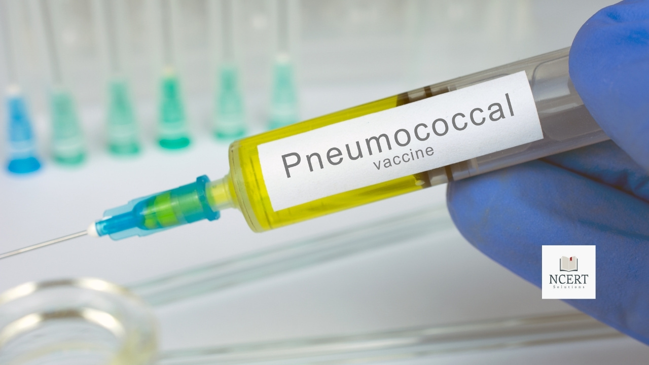 PCV vaccine - Pneumococcal vaccination