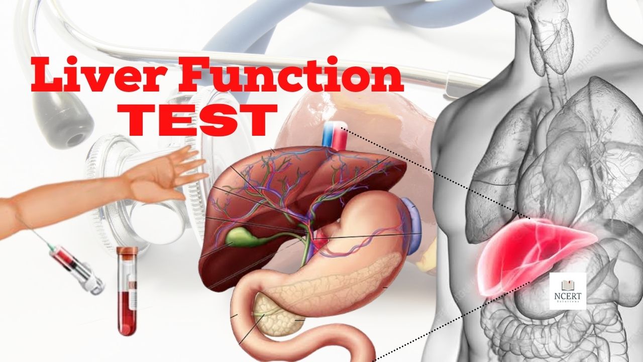 Liver Function Test LFT Test Infrexa