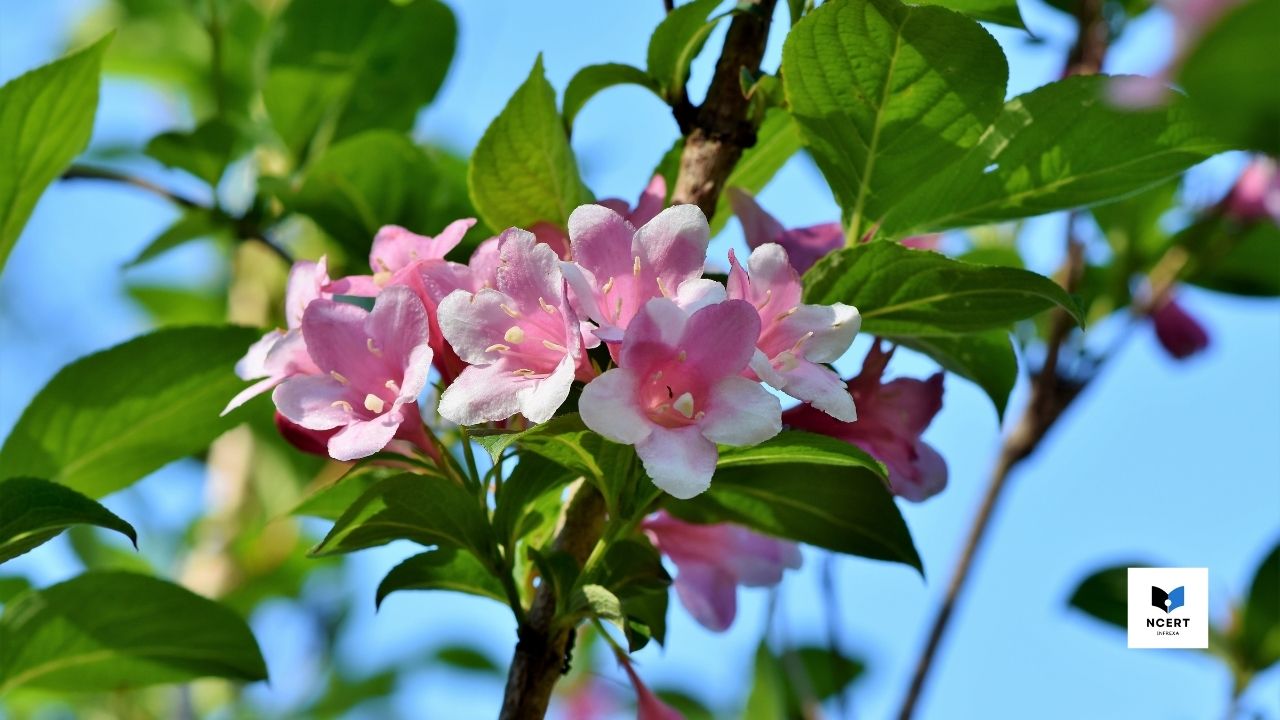 Jasmine Flower In Hindi 