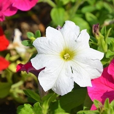 Jasmine flower in Hindi | चमेली का फूल - जानकारी, गुण और फायदे