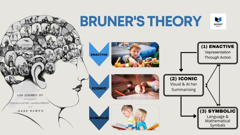 Stages of cognitive 2025 development by bruner