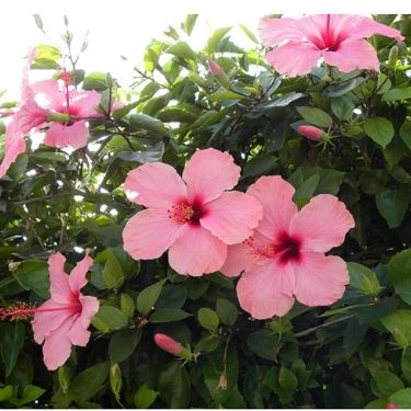 Jasmine flower in Hindi | चमेली का फूल - जानकारी, गुण और फायदे