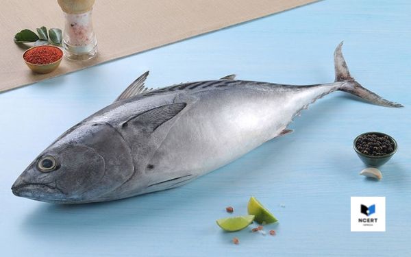 Pictures of Tuna fish 6 | What is Marathi name of tuna fish? Everything you should know