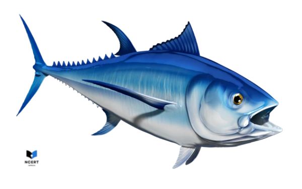 Pictures of Tuna fish 5