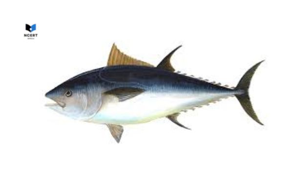 Pictures of Tuna fish 3