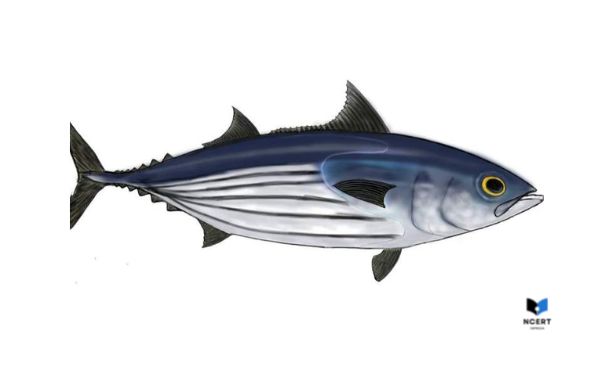 Pictures of Tuna fish1