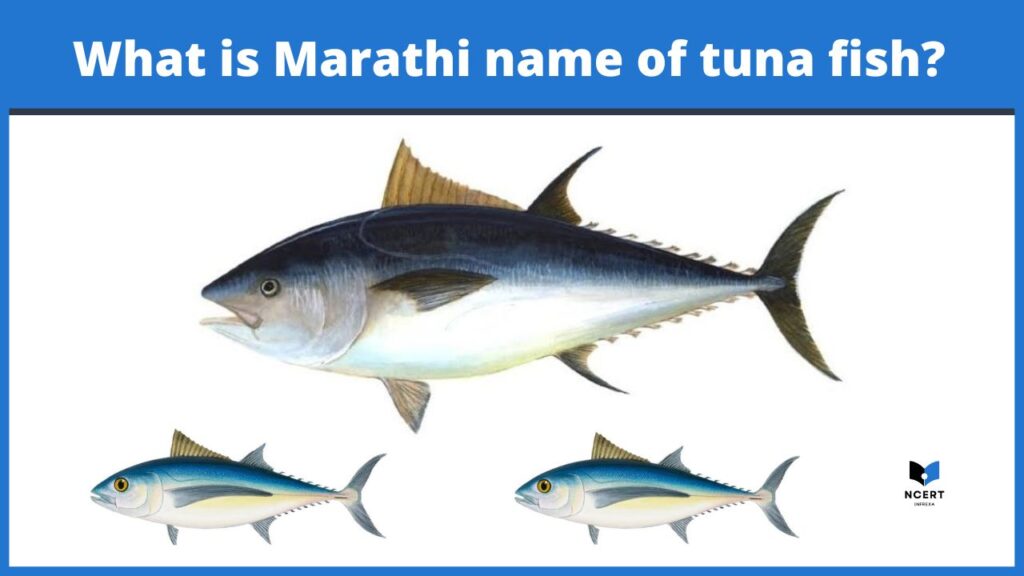 What is Marathi name of tuna fish?