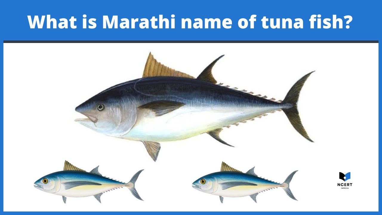  What Is Marathi Name Of Tuna Fish Everything You Should Know