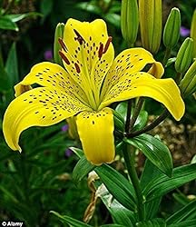 Lily/Lilium Flower Bulbs