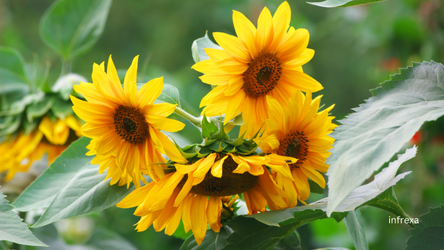 Dwarf sunflowers
